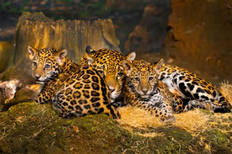 Jaguar Cubs Stock Photo - Download Image Now - iStock