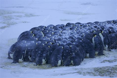 Emperor penguin huddle in snow, Antarctica, May - Stock Image - C041/0918 - Science Photo Library