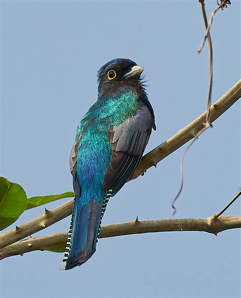 8285 Blue-crowned Trogon (Trogon curucui), Pantanal, Brazil - Dennis ...