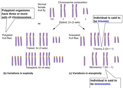 Variations in chromosome number Flashcards | Quizlet