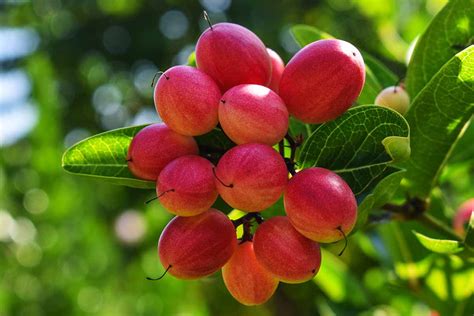 Learn how to Develop Miracle Fruit - Home Garden Trends