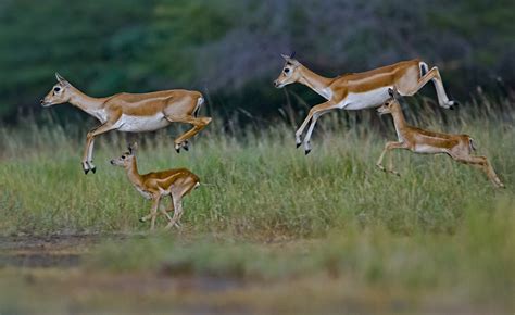 Blackbuck National Park: The Serengeti of Saurashtra