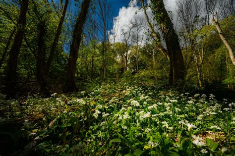 Plymouth and South Devon Community Forest — England's Community Forests