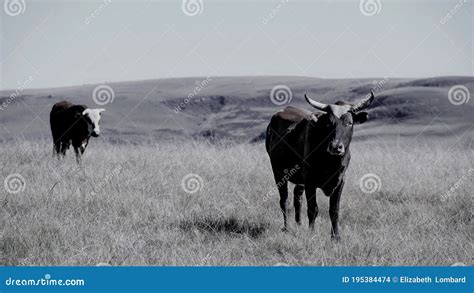 Colored Landscape Photo of Tuli Cattle in the Drakensberg-mountains ...