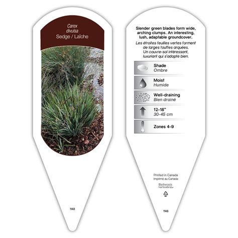 Carex divulsa sturdy plant id tag with description, picture, and plant care information