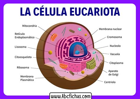 La celula eucariota partes - ABC Fichas