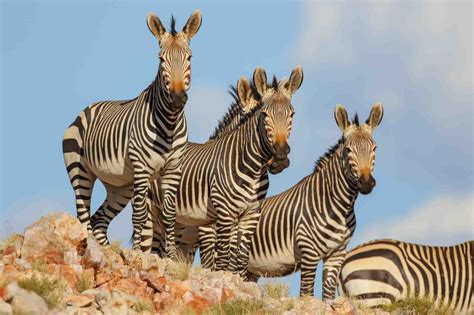 Mountain Zebra (Equus zebra) - Lifestyle, Diet, and More