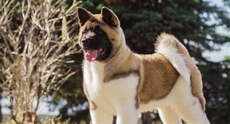 Where Are Akita Dogs From
