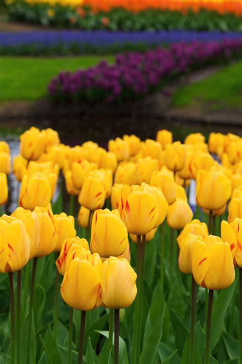 Yellow Tulips Free Stock Photo - Public Domain Pictures