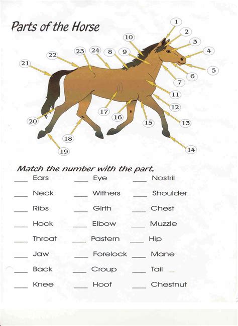 Horse Anatomy Quiz Printable - Printable Word Searches