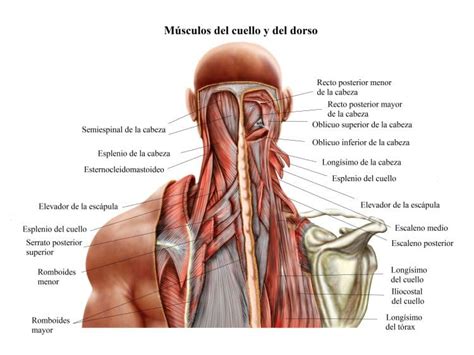 Rigidez muscular, cuello, nuca, piernas, causas, tratamiento y remedios ...