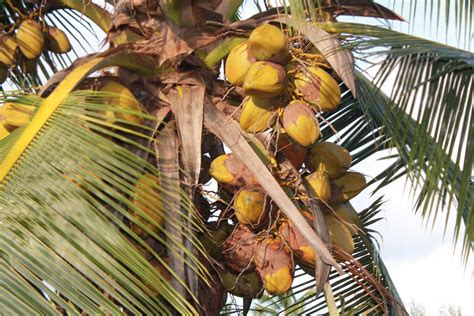 Coconuts on Palm Tree - Hawaii Pictures