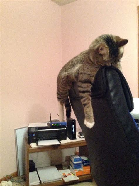 30 Hilarious Photos Of Cats That Can Sleep Wherever, Whenever, In ...