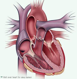 Heart Anatomy Valves