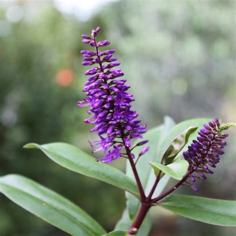 Hebe 'Purple Queen' | Yellow House Heritage Perennials