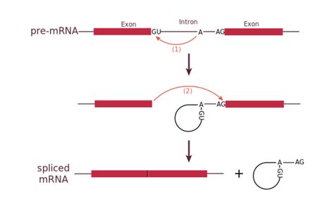 RNA Processing in Eukaryotes / Boundless Biology | Mark's Trackside