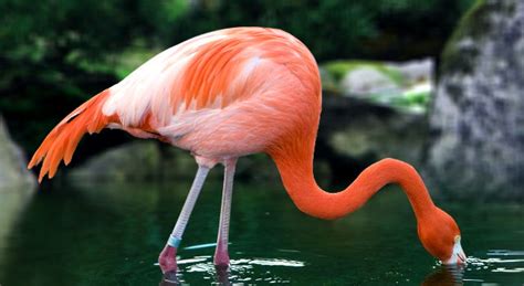 Information about Flamingos - Habitat, Physique, Diet etc