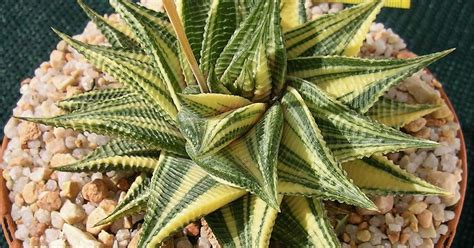 Haworthia Cultivars and Hybrids: Haworthia limifolia Variegated Ref: 27060901