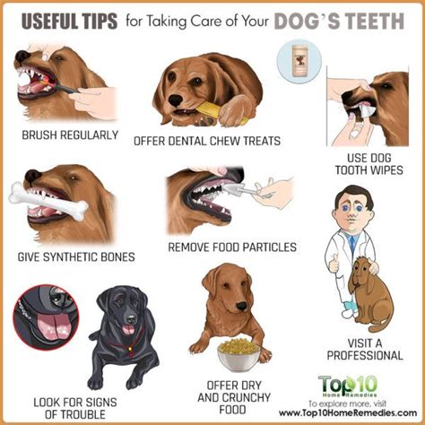 Useful Tips for Taking Care of Your Dog’s Teeth | Top 10 Home Remedies