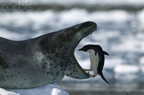 Adelie Penguin Looking in Leopard Seal's Mouth - Lazer Horse