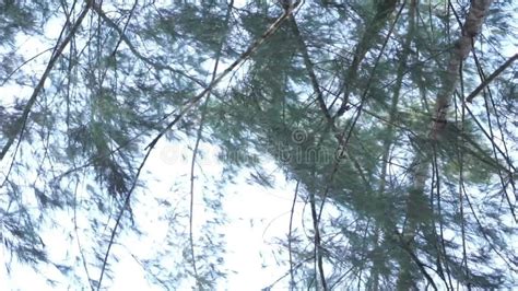 Cemara Laut or Casuarina Equisetifolia on the Edge of the Beach Whose Leaves Stock Footage ...