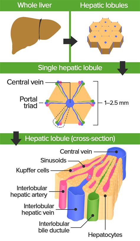 Portal Triad Gross Anatomy