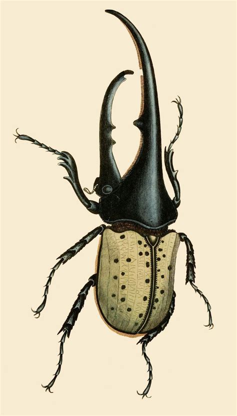 Vintage Illustrations | Insect art, Science illustration, Insects