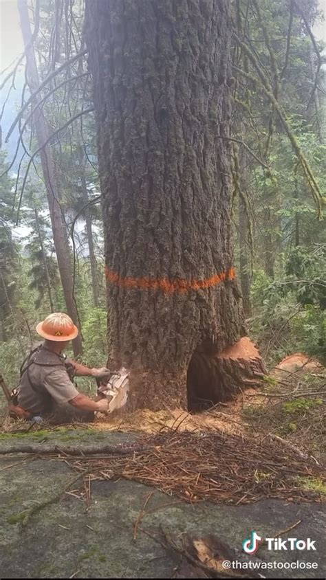 Logger survives a “barber chair”: a tree that splits and kicks out into ...