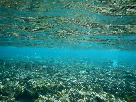 Snorkeling from Huraa Bikini Beach – BEACH HEAVEN MALDIVES