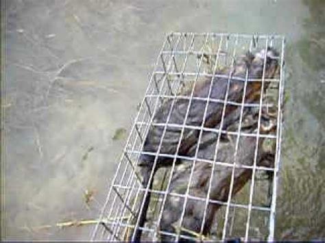 muskrat trapping with box traps - YouTube