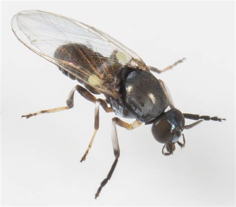 DNA Analysis Reveals Parasite Diversity in Black Flies