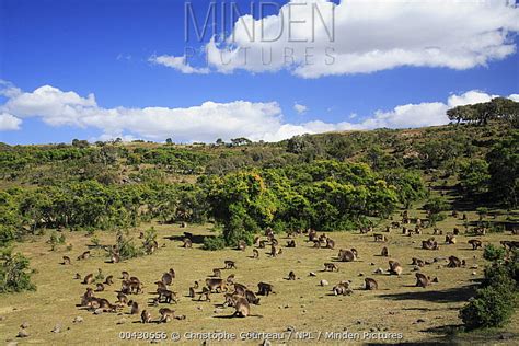 Gelada Baboon stock photo - Minden Pictures