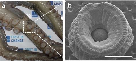 Flexible Pressure Sensors Similar To Suction Cups Mat Based On Octopus ...