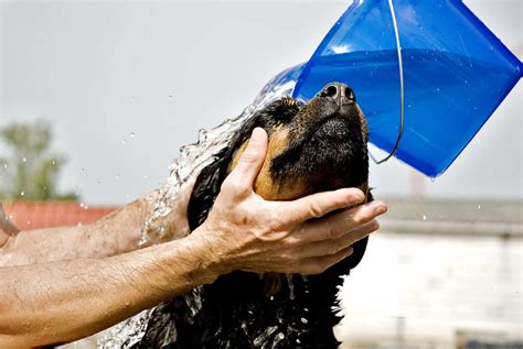 The Many Benefits of Giving Your Dog a Bath | Pet Palace