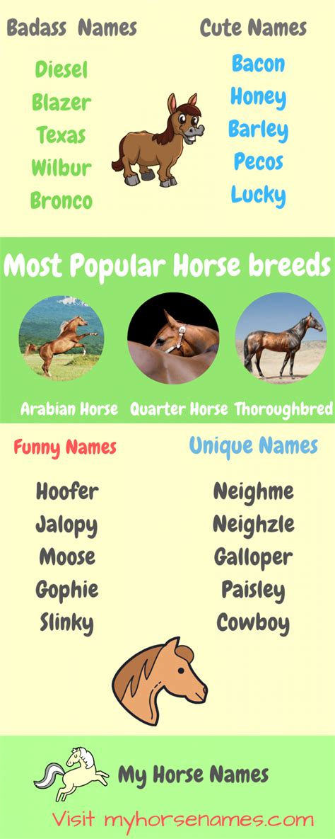 Top Horse Names of 2024 (Infographic) - Equine Desire