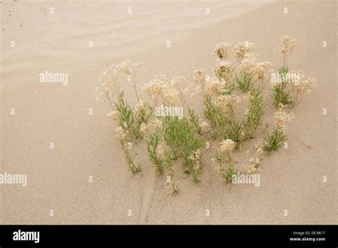 Window Rock, Arizona, USA. Capital of the Navajo Nation Stock Photo - Alamy