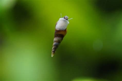 11 Popular Types of Freshwater Aquarium Snails (Species Guide)