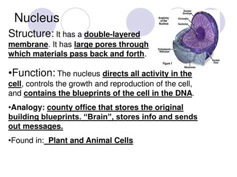 Nucleus Function