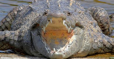 Difference Between Saltwater Crocodile Vs Alligator Size / As a general rule, crocodiles are ...