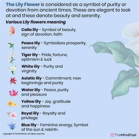 Lily Flower Meaning | Lily Symbolism | What Do Lilies Symbolize | Calla ...