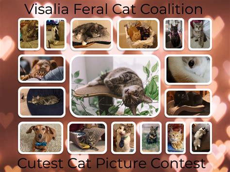 Valentine's Day Cute Cat Contest - Visalia Feral Cat Coalition