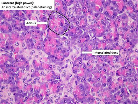 Pancreas – Normal Histology – NUS Pathweb :: NUS Pathweb