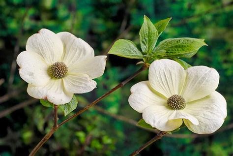 Flower Homes: Pacific Dogwood Flowers