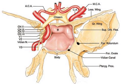 The sphenoid sinus: clinical imaging anatomy and pathology | Semantic Scholar