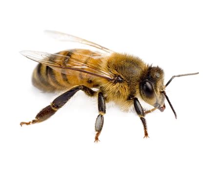 Bee PNG transparent image download, size: 445x355px