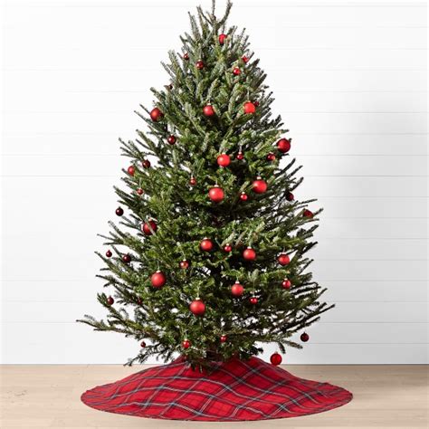 Fresh Blue Ridge Mountain Christmas Tree | Williams Sonoma