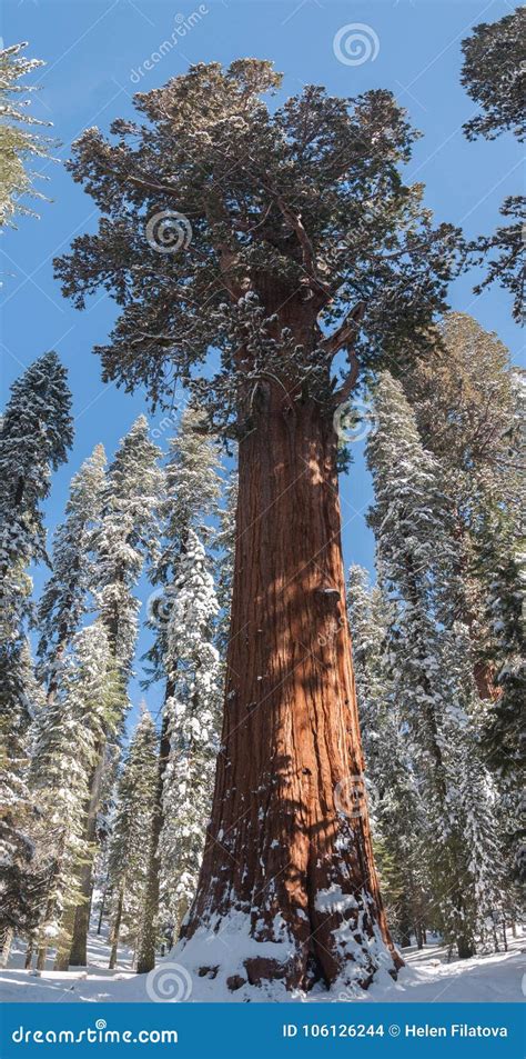 Winter Forest with Snowy Giant Sequoias Stock Photo - Image of outdoors ...