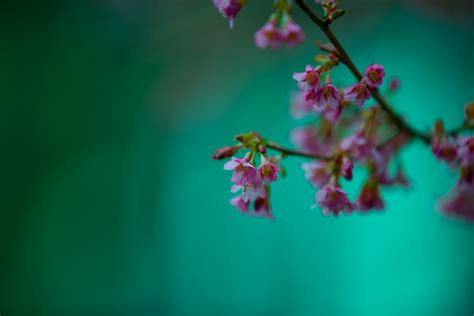 Flowers On The Branch Free Stock Photo - Public Domain Pictures