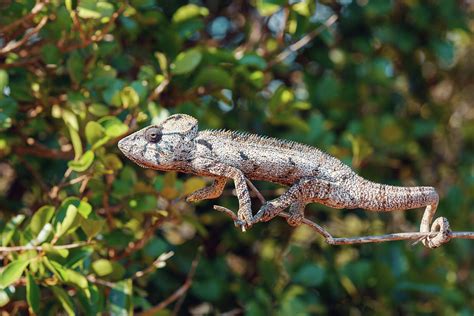 Malagasy giant chameleon, Madagascar Photograph by Artush Foto | Fine Art America