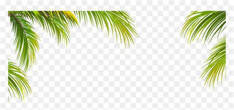 Palm Tree Border Png, Transparent Png - vhv